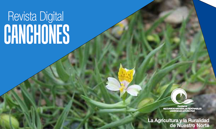 Revista Digital Estación Canchones