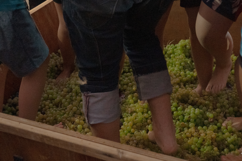 Fiesta de la Vendimia del Vino del Desierto celebra 21 años rescatando la agricultura patrimonial de Tarapacá