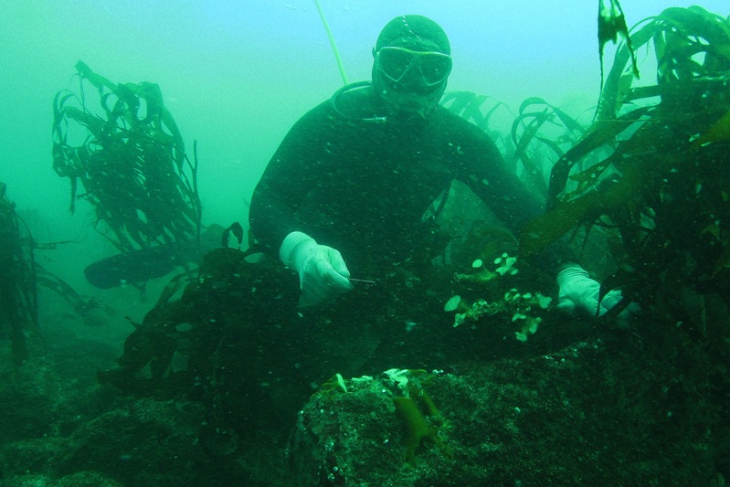 Estudiantes de la carrera de Biología Marina aportan claves para entender El Niño y la dinámica del océano
